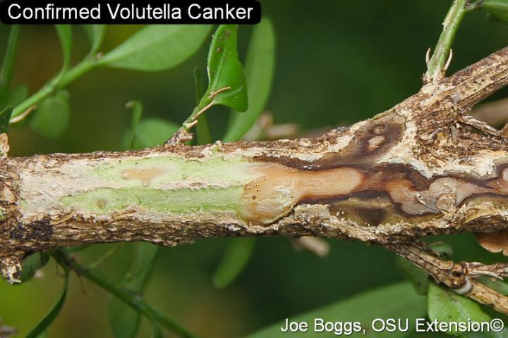 Volutella Canker